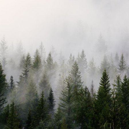 Bosque en la bruma